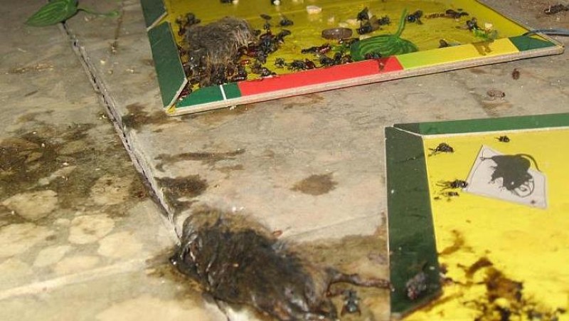V prodejně potravin našli inspektoři mrtvé myši. Foto zdroj: Státní zemědělská a potravinářská inspekce