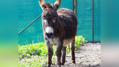 Oslík Bony už má v zooparku partnerku. Poprvé se však uvidí až za měsíc