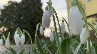 Začalo fenologické předjaří! Květou sněženky, ve vzduchu jsou už alergeny