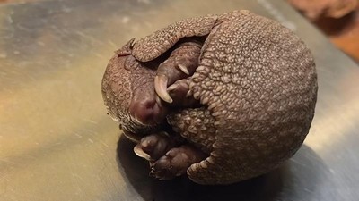 VIDEO: Vz&aacute;cn&yacute; trojl&iacute;stek je kompletn&iacute;, k lenochodovi a mravenečn&iacute;kovi přibyl mal&yacute; p&aacute;sovec