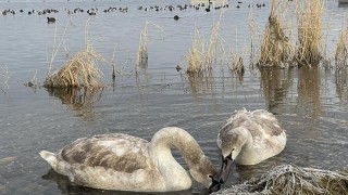 Jezero Most je významným zimovištěm vodního ptactva. Foto: Oldřich Hájek