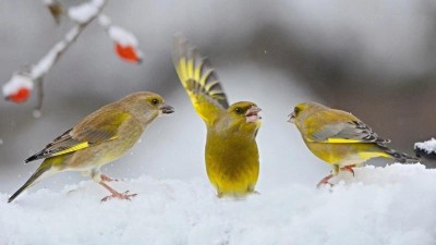 Ptákem roku 2022 je v Česku zvonek zelený. Jeho počty ale klesají kvůli závažné ptačí chorobě