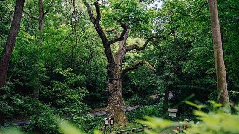 V&iacute;těz n&aacute;rodn&iacute;ho kola, dub z Peruce. Foto: Tom&aacute;&scaron; Kalous