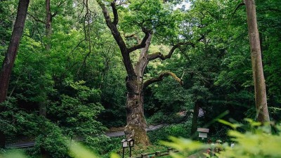 V&iacute;těz n&aacute;rodn&iacute;ho kola, dub z Peruce. Foto: Tom&aacute;&scaron; Kalous