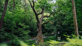 V&iacute;těz n&aacute;rodn&iacute;ho kola, dub z Peruce. Foto: Tom&aacute;&scaron; Kalous