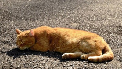 STALO SE: Řidič ze vzteku najel do kočky u silnice. Zvíře před smrtí velmi trpělo