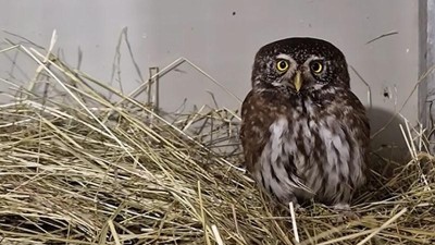 Reprofoto video: ZS Falco