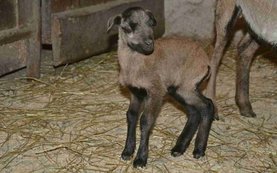 Děčínská zoo se raduje z prvního mláděte tohoto roku! Malý beránek se narodil v pátek třináctého