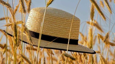 Ilustrační foto: Pixabay / CC0