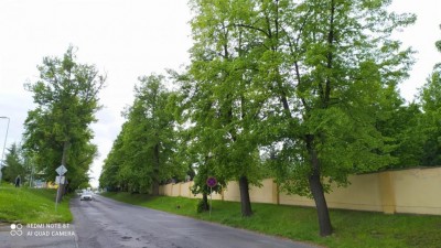 V Lounech bude dočasně uzavřena ulice Rakovnická, bude tam probíhat ošetření lipového stromořadí