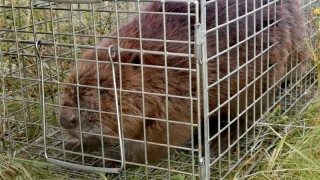 Bobří samec v převozní kleci těsně před vypuštěním do volné přírody. Foto: jip