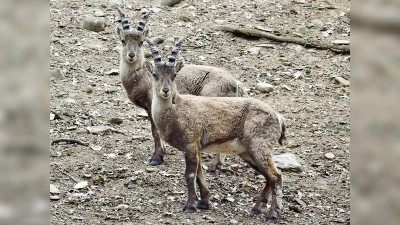 Stádo kozorožců v chomutovském zooparku doplnili dva krasavci ze švédského Kolmårdenu