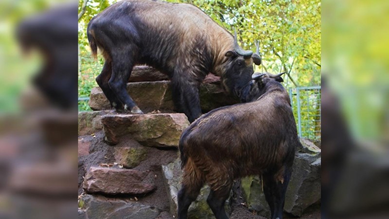 Samička takina indického přicestovala z Chomutova do Magdeburgu a hned se začala seznamovat se samečkem (nahoře). Foto: zoopark Chomutov