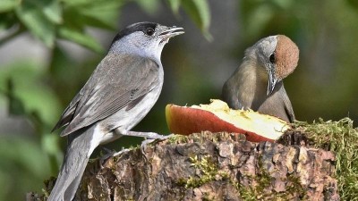 Z loga př&iacute;mo na trůn: Titul Pt&aacute;k roku 2026 z&iacute;skala pěnice černohlav&aacute;