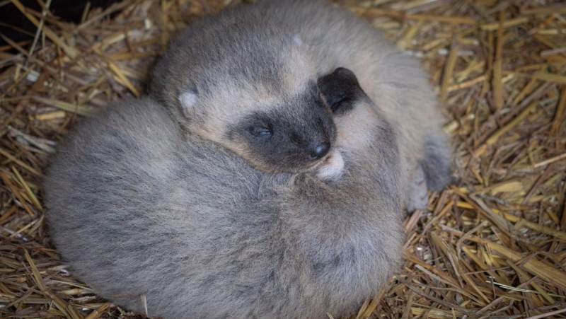 Ml&aacute;ďata rosom&aacute;ka v chomutovsk&eacute;m zooparku zat&iacute;m potřebuj&iacute; klid, nen&iacute; je&scaron;tě ani zn&aacute;mo, jak&eacute;ho jsou pohlav&iacute;. Foto: Zoopark Chomutov/V&iacute;t Luk&aacute;&scaron;