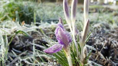 Meteorologové varují: Hrozí ledovka na silnicích a mráz, který může poškodit vegetaci