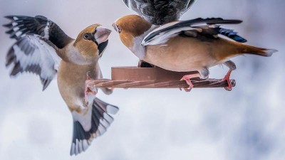 Dlask tlustozob&yacute;. Foto: Roman Kus