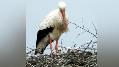 Čápi, kam jen oko dohlédne. V zooparku očekávají babyboom