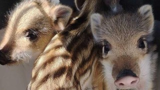Foto: FCB Záchranná stanice Falco