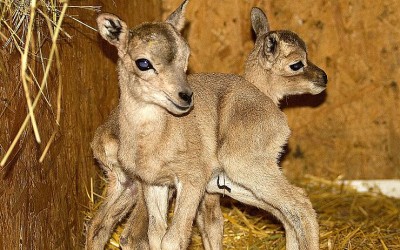 Po třech letech a hned čtyři! Stádo vzácných arkalů ze zooparku se rozrostlo o roztomilá mláďata