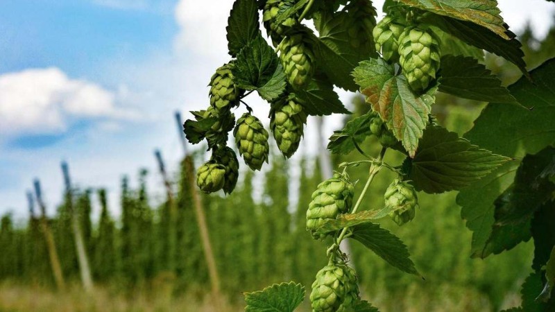 Ilustračn&iacute; foto: Pixabay / CC0