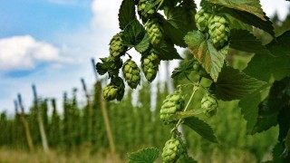 Ilustračn&iacute; foto: Pixabay / CC0