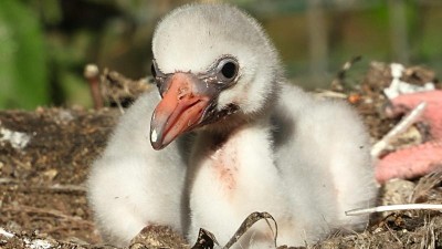 Další růžová radost v zooparku. Porovnejte čerstvě vylíhnuté mládě s květnovým přírůstkem