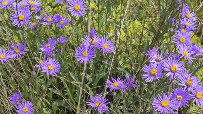 NAPSALI JSTE NÁM: V našem kraji kvete vzácná rostlina. Tvoří úžasný modrofialový koberec