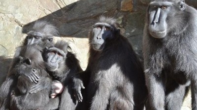 Kriminalisté stíhají muže, který poškodil v zoo ohradník. Skupina makaků poté utekla