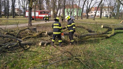 VIDEO: Strom v žateckém parku ohrožoval kolemjdoucí. Hasiči ho poslali k zemi