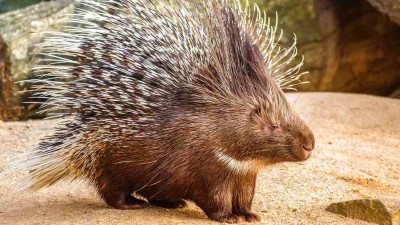 AKTUALIZUJEME: Dikobraze se chytit nepodařilo. Pohybuje se okolo Podbořan