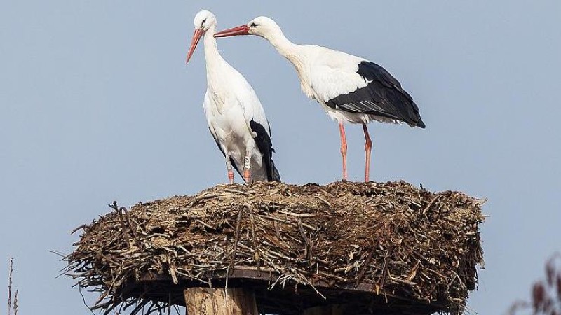 Pár čápů bílých v zooparku už je zase kompletní. Samec (vpravo) se ke své družce vrátil již v polovině února. Foto: Rostislav Stach