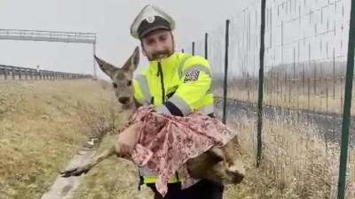 Policista odnáší vyčerpanou srnu. Foto: Michal Hrdlička