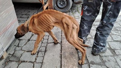 Zubožen&yacute; Escobar byl na pokraji smrti. Př&iacute;pad t&yacute;ran&eacute;ho &scaron;těněte vy&scaron;etřuje už policie