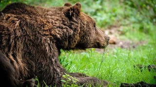 Medvědí samec Michal. Foto zdroj: zoopark Chomutov