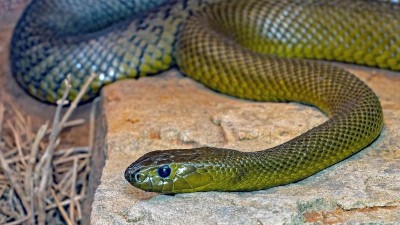 Chovatele z Dub&iacute; u&scaron;tkl nejjedovatěj&scaron;&iacute; had světa, muž teď bojuje o život. Jak je to s chovem nebezpečn&yacute;ch zv&iacute;řat?