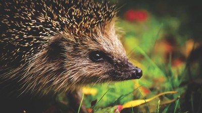 Záchranné stanice přijímají v průměru 200 ježků týdně, většina z nich přitom pomoc vůbec nepotřebuje