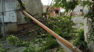 Spadlý strom zlomil sloup telefonního vedení v Liběšicích u Litoměřic. Foto: HZS Ústeckého kraje