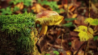 Vyrazte do ter&eacute;nu s mykologem: Lounsk&eacute; muzeum zve na exkurzi za jarn&iacute;mi houbami