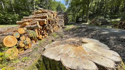 Pomoc lidem v krizi: Každý si může ročně koupit až 35 kubíků dřeva. Prodává se v každém kraji