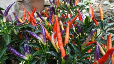 TIP NA VÝLET: Máte rádi chilli papričky? Tyto exotické pálivé krásky si teď můžete přijít prohlédnout zblízka