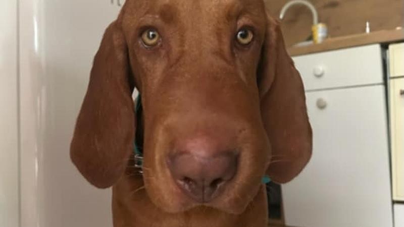 Foto: Záchranná a odchytová služba pro zvířata