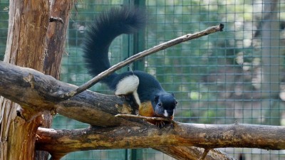 Zoo Děčín rozmnožila veverky Prévostovy. Už podruhé za tento rok