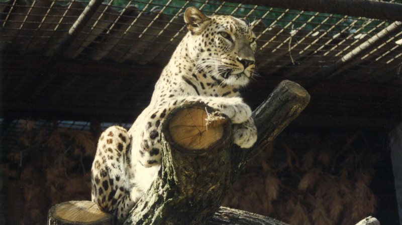 Levhard perský. Foto: Zoo Děčín