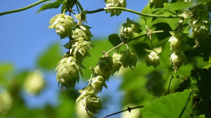 Ilustračn&iacute; sn&iacute;mek. Zdroj: Pixabay / CC0