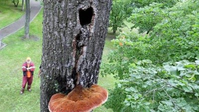 V Lounech v Horákových sadech musí k zemi desítky stromů. Jsou v havarijním stavu