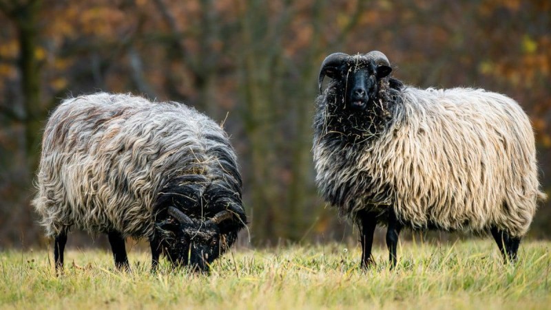 Ilustrační foto: Zoopark Chomutov