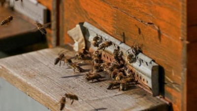 Z pozemku na Žatecku zmizely úly se včelami! Policisté prosí o pomoc při hledání pachatele