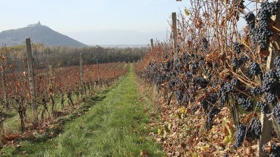 Slavnost v Chrámcích láká na skvělý burčák z odrůdy Chardonnay a Zweigeltrebe a ochutnávku pěti desítek vín