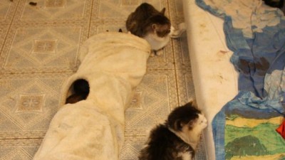 Otřesn&yacute; př&iacute;pad t&yacute;r&aacute;n&iacute; v Teplic&iacute;ch: V bytě des&iacute;tky zubožen&yacute;ch koček, v mraz&aacute;ku v&iacute;ce než sto mrtv&yacute;ch koťat